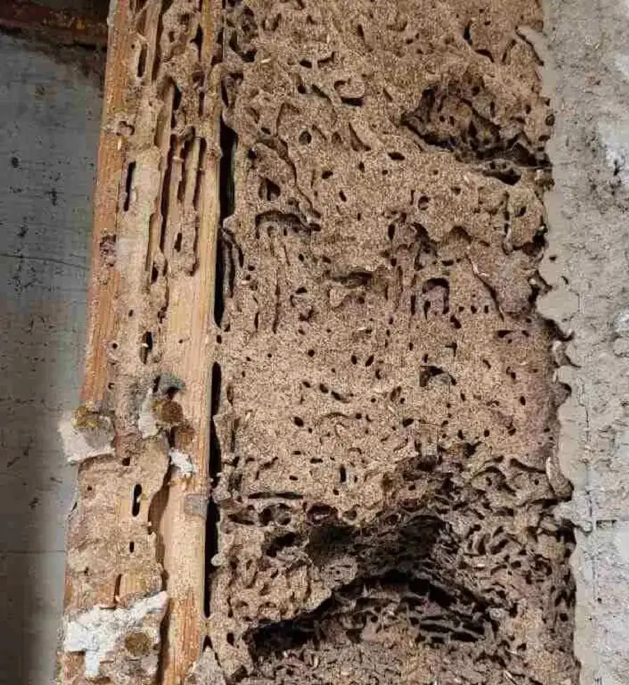 Termite Warning Sign: Hidden Termite Galleries Inside Your Timber