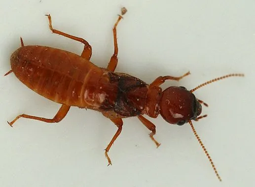 Dampwood Termites - Melbourne Termite Control