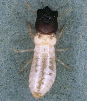 Drywood Termites - Melbourne Termite Control