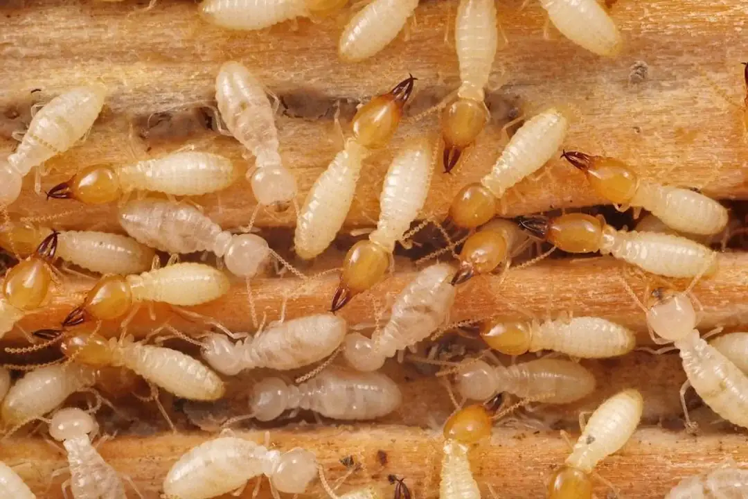 Termite control service areas across Melbourne